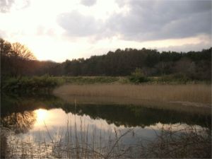 清田さんの地元の風景2
