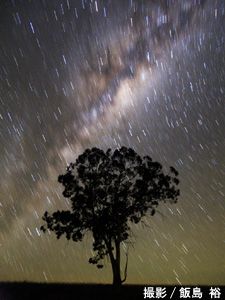 木の向こうにある天の川